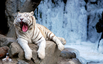 Картинка yawning tiger животные тигры зевает тигр белый