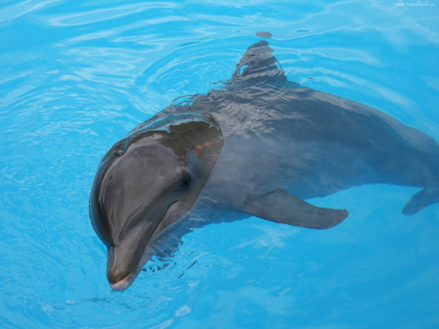 Обои картинки фото животные, дельфины, море, дельфин