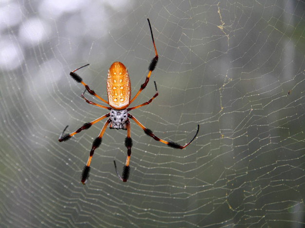 Обои картинки фото животные, пауки, паук, паутина