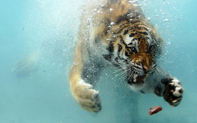 Обои картинки фото amazing, tiger, shark, background, животные, тигры, тигр, ныряет