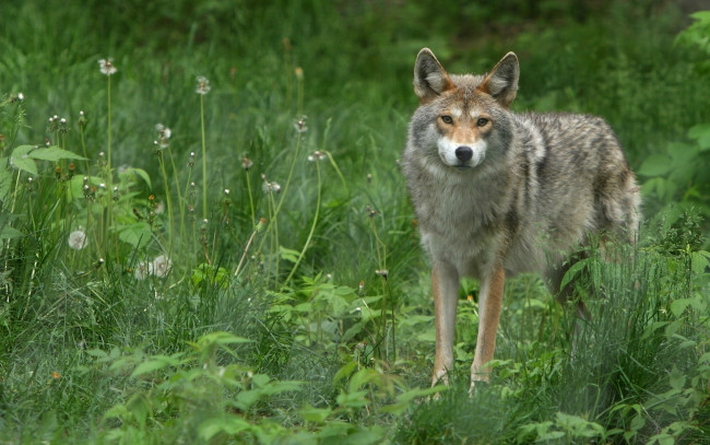 Обои картинки фото животные, волки, grass, green, wolf, wild
