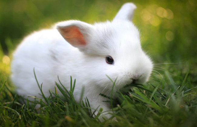 Обои картинки фото животные, кролики, зайцы, кролик, трава