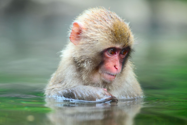 Обои картинки фото животные, обезьяны, snow, monkey, вода, японский, макак