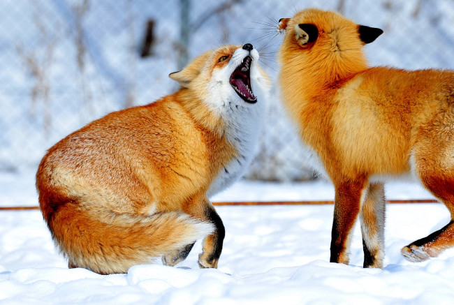 Обои картинки фото животные, лисы