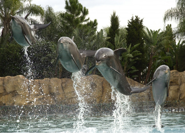 Обои картинки фото животные, дельфины, прыжок