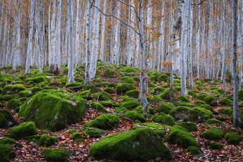 Картинка природа лес ствол дерева мох