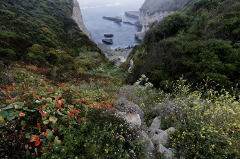 Картинка природа побережье бухта скалы цветы