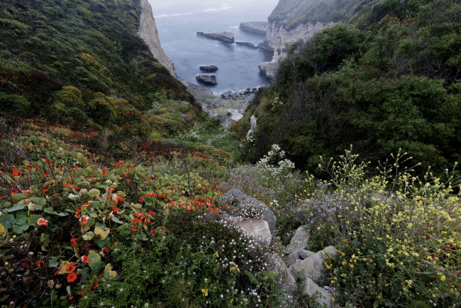Обои картинки фото природа, побережье, бухта, скалы, цветы