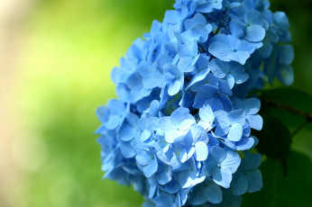 обоя цветы, гортензия, макро, соцветие, голубой
