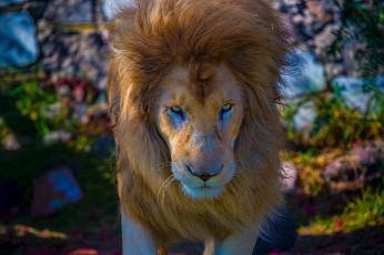 Картинка животные львы лев царь зверей морда грива взгляд