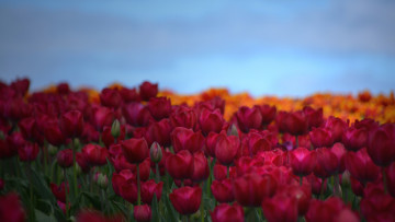 Картинка цветы тюльпаны лепестки небо поле