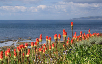 Картинка цветы экзотика берег горы море небо