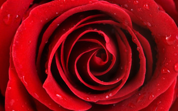 Картинка цветы розы роса капли лепестки роза