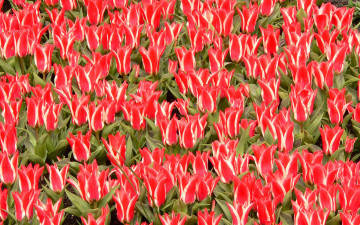 Картинка цветы тюльпаны текстура лепестки ковер поле