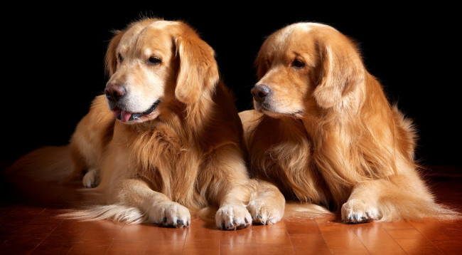 Обои картинки фото животные, собаки, золотистый, ретривер, красавцы, пара, шерсть