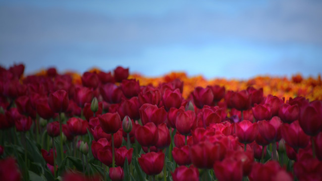 Обои картинки фото цветы, тюльпаны, лепестки, небо, поле