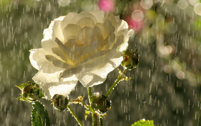 Обои картинки фото цветы, розы, капли, блики, дождь, бутоны, лепестки, роза, чайная, цветок