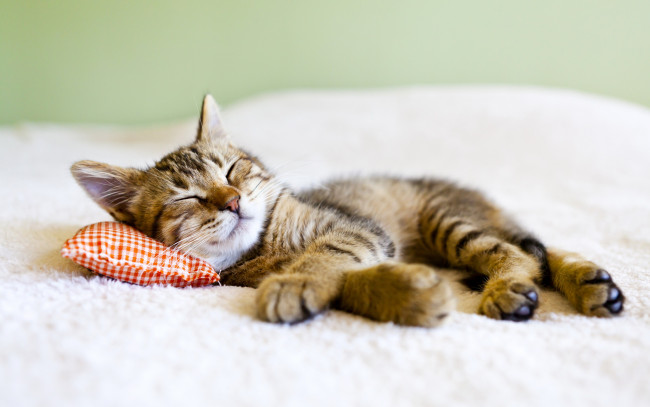 Обои картинки фото животные, коты, котенок, подушка, спит, лежит