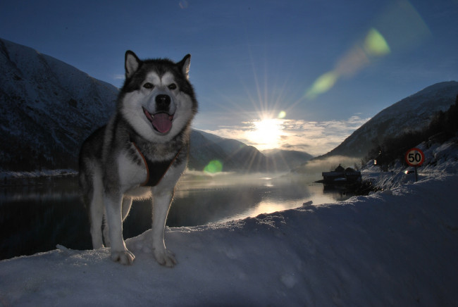 Обои картинки фото животные, собаки, пейзаж, снег, язык, пёс, собака