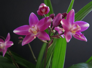 Картинка цветы орхидеи орхидея цветки лепестки цветение