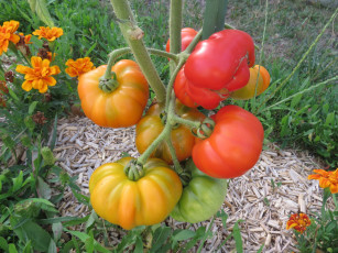 Картинка природа плоды помидоры гроздь созревание томаты