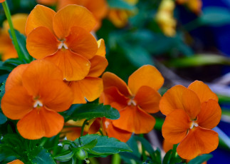 Картинка цветы анютины+глазки+ садовые+фиалки оранжевый цветение лето