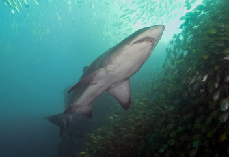 Картинка животные акулы хищник