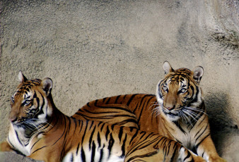 обоя животные, тигры, стена, пара