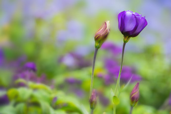 Картинка цветы цветок бутон фиолетовый цветение