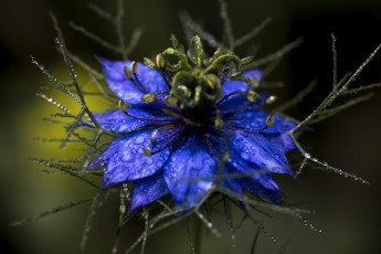 Картинка цветы нигелла синий цветок макро капли цветение
