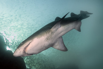 Картинка животные акулы хищник