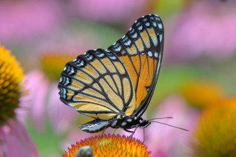 Картинка животные бабочки +мотыльки +моли расцветка colors butterfly brightness яркость бабочка