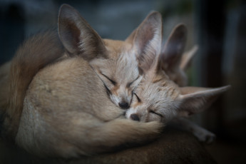 Картинка животные лисы двое
