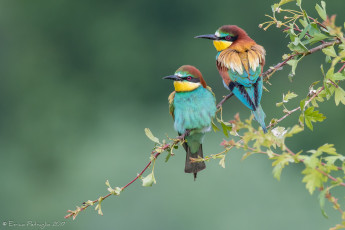 Картинка животные птицы цветок колибри птичка мира полёт