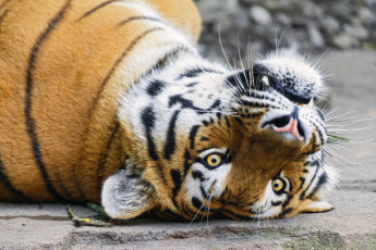 Картинка животные тигры зверь голова тигр