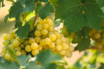Картинка природа Ягоды +виноград куст виноград кисти листья