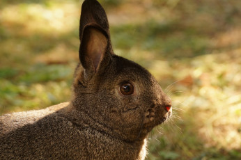 Картинка животные кролики +зайцы кролик ушки забавный трава