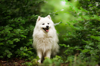Картинка животные собаки собака прогулка трава природа