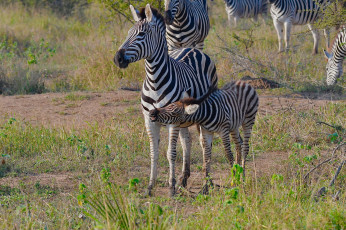 Картинка животные зебры мама малыш полосатики зебра природа трава