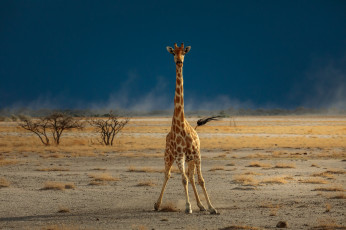Картинка животные жирафы саванна