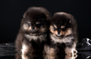 Картинка животные собаки черный фон двое
