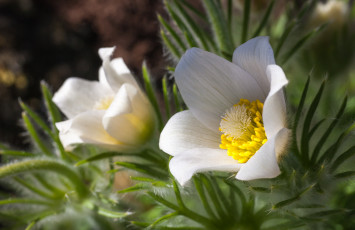 Картинка цветы анемоны +сон-трава белый цветок макро цветение тычинка