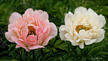 Картинка цветы пионы розовый лепестки бутон пион цветение