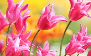 Картинка цветы тюльпаны лепестки нежность цветение
