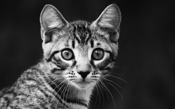 Картинка животные коты черно-белое фото