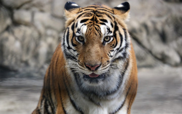 Картинка животные тигры бревно отдых кошка амурский тигр