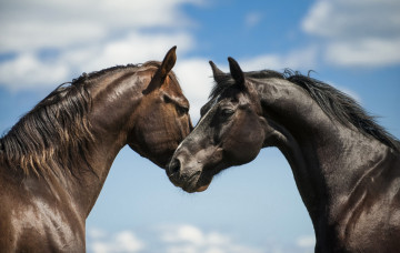 Картинка животные лошади двое