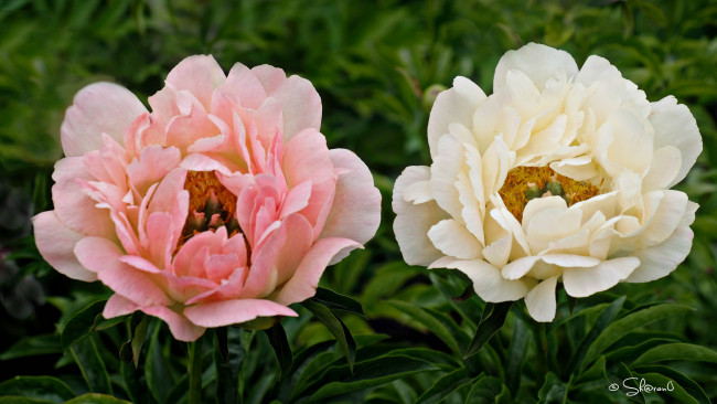 Обои картинки фото цветы, пионы, розовый, лепестки, бутон, пион, цветение