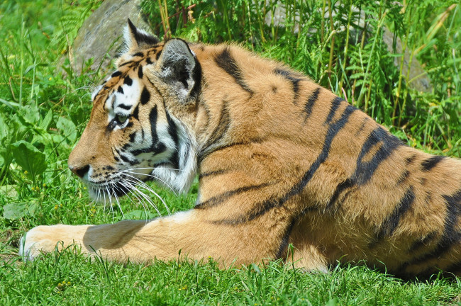Обои картинки фото животные, тигры, луг, трава, тигр