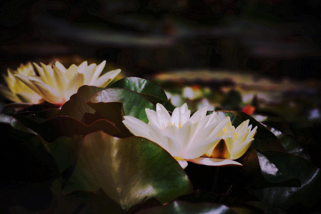 Обои картинки фото цветы, лилии водяные,  нимфеи,  кувшинки, водяная, лилия, листья, вода